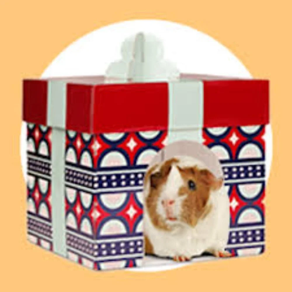 Fun and Festive Small Animal House by Merry Makings! NWT